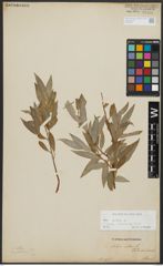 Foto von Salix alba subsp. vitellina (L.) Arcang.